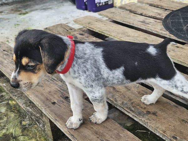 Tiago, bébé fripon