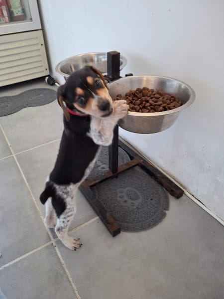 Tiago, bébé fripon