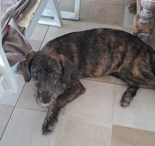 DAÏQUIRI, chiot femelle croisée