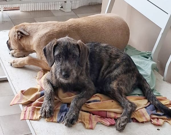 DAÏQUIRI, chiot femelle croisée