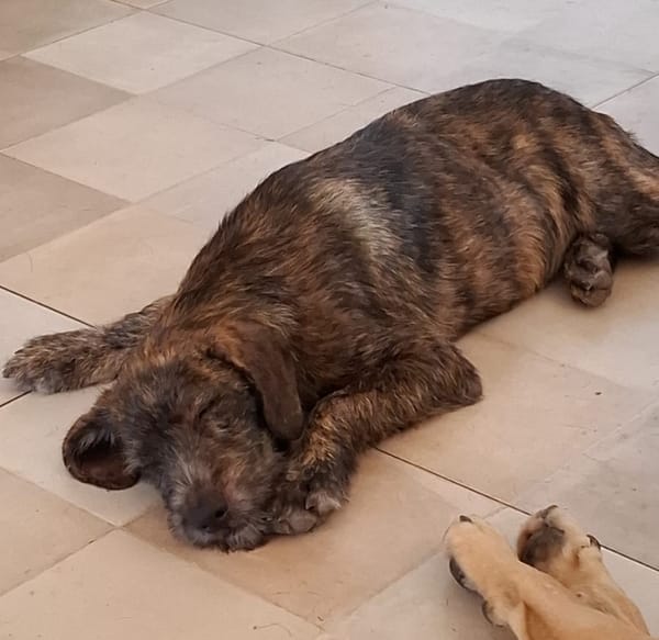 DAÏQUIRI, chiot femelle croisée