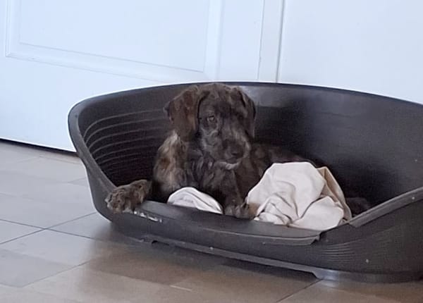 DAÏQUIRI, chiot femelle croisée