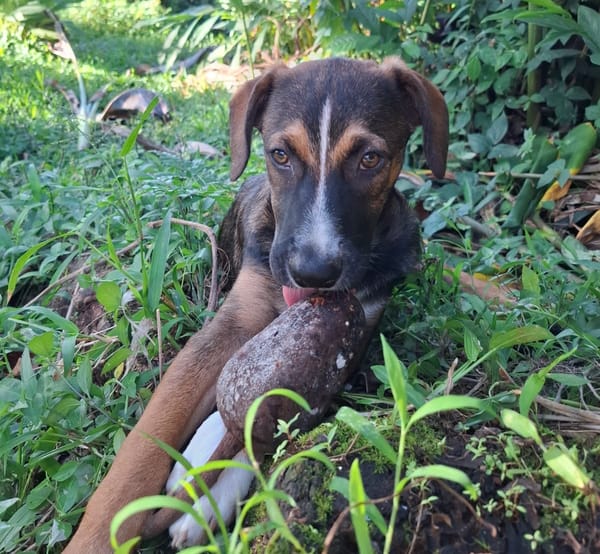 YUKI, chiot Berger Créole mâle