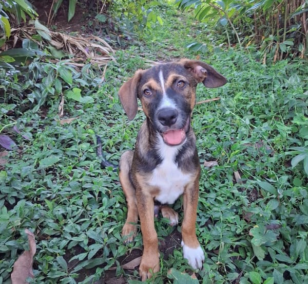 YUKI, chiot Berger Créole mâle