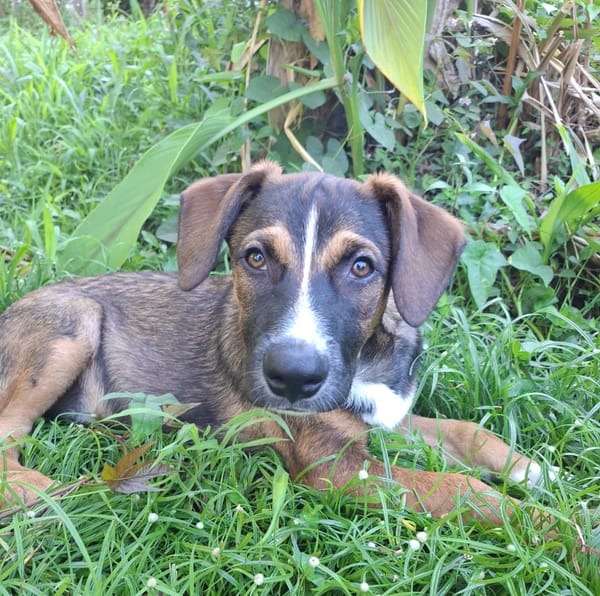 YUKI, chiot Berger Créole mâle