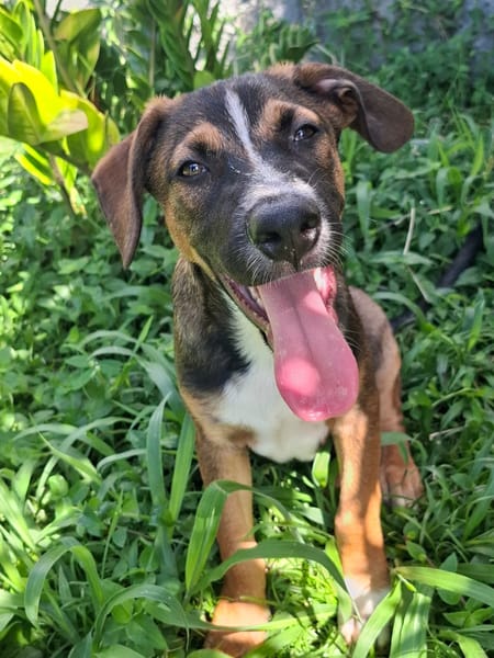 YUKI, chiot Berger Créole mâle