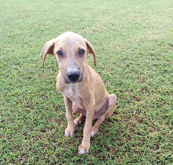 ATCHI, chiot Berger Créole mâle