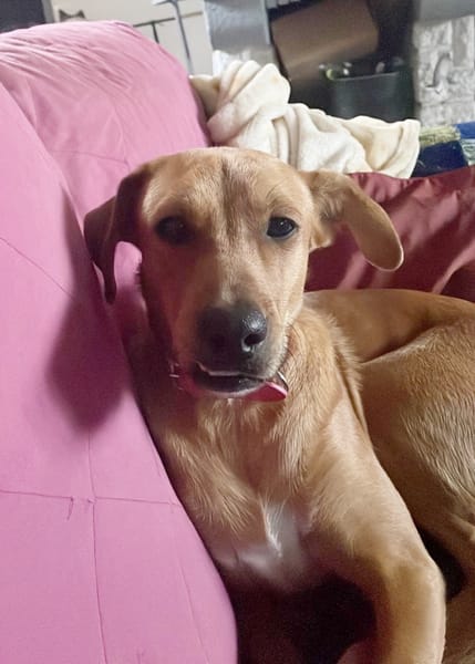 CHOUPY, Mâle berger créole junior