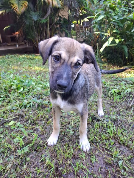 NAMY, chiot Berger Créole femelle