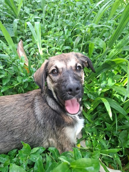 NAMY, chiot Berger Créole femelle