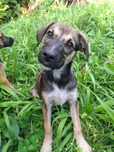 NAMY, chiot Berger Créole femelle