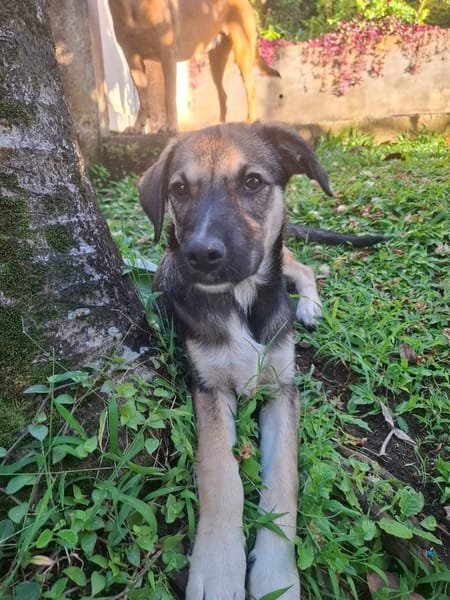NAMY, chiot Berger Créole femelle