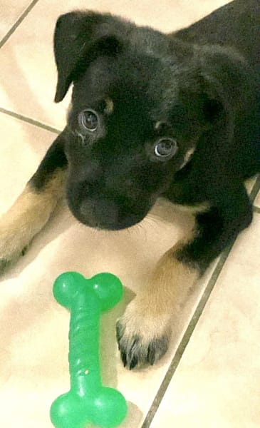 LAUMA petit amour sur pattes