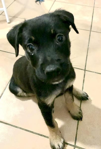 LAUMA petit amour sur pattes