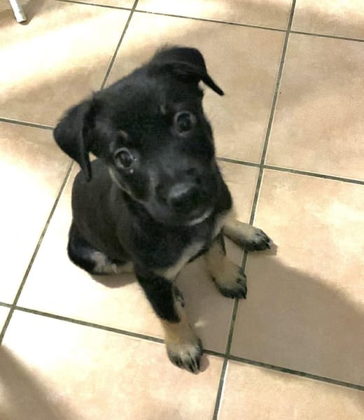 LAUMA petit amour sur pattes