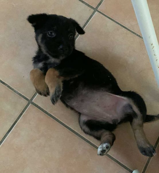 LAUMA petit amour sur pattes