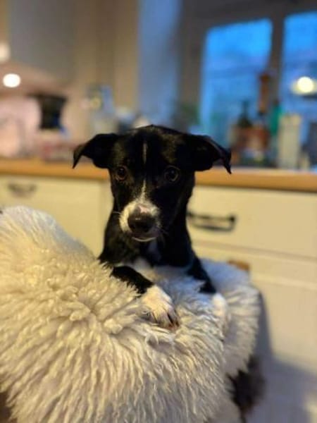 Pheo schwarzer Welpe mit weißer Seele