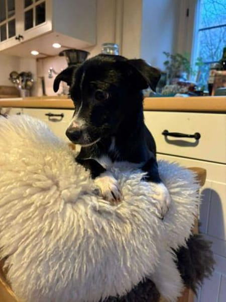 Pheo schwarzer Welpe mit weißer Seele