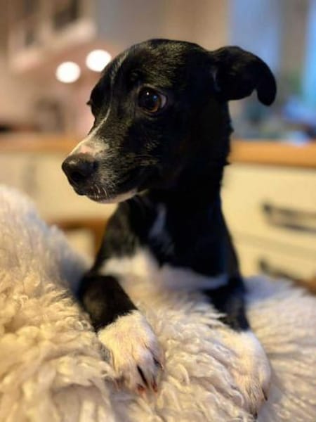 Pheo schwarzer Welpe mit weißer Seele