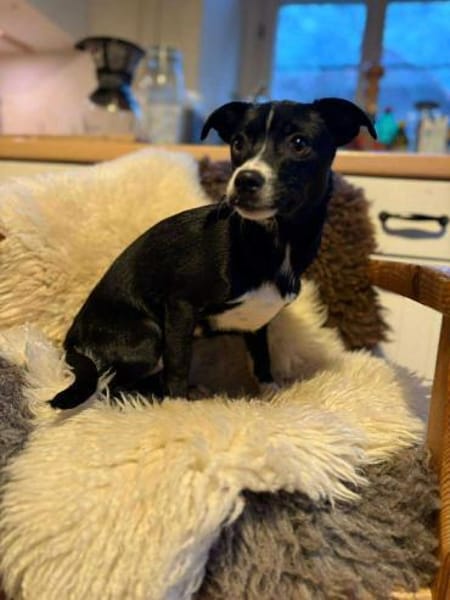 Pheo schwarzer Welpe mit weißer Seele