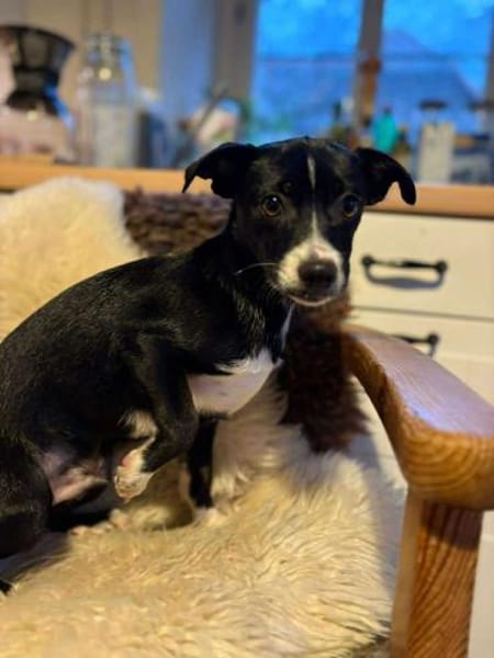 Pheo schwarzer Welpe mit weißer Seele