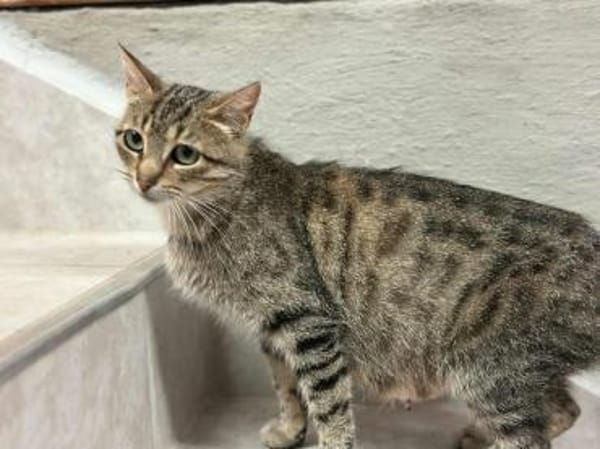 Tigermädchen Flia sucht ihre Familie