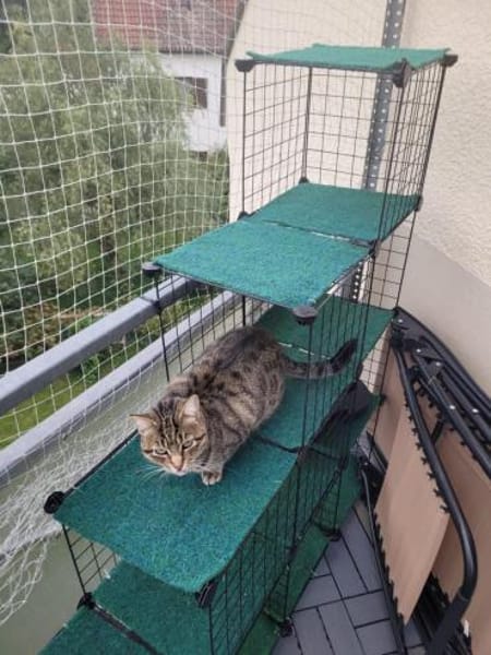 Tigermädchen Flia sucht ihre Familie