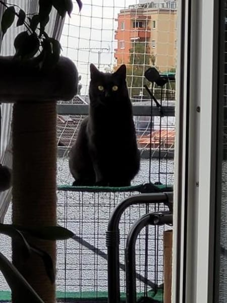 Lackfellchen Nia sucht ihre Familie