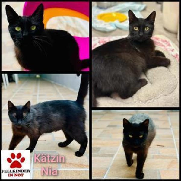 Lackfellchen Nia sucht ihre Familie