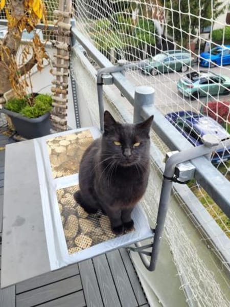 Lackfellchen Nia sucht ihre Familie