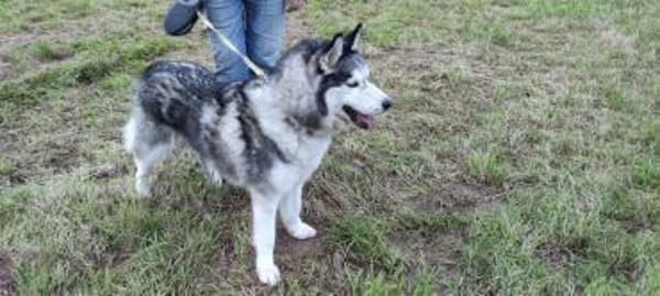 HAMMER- sucht ein Zuhause