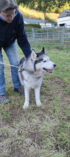 HAMMER- sucht ein Zuhause