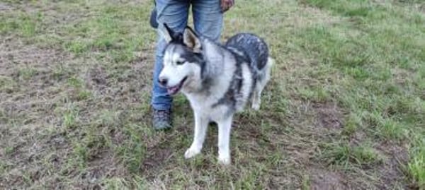 HAMMER- sucht ein Zuhause