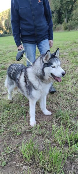 HAMMER- sucht ein Zuhause