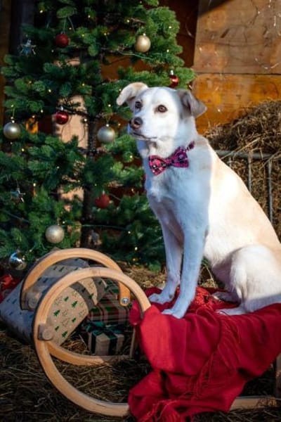 Snowy - klug&sensibel