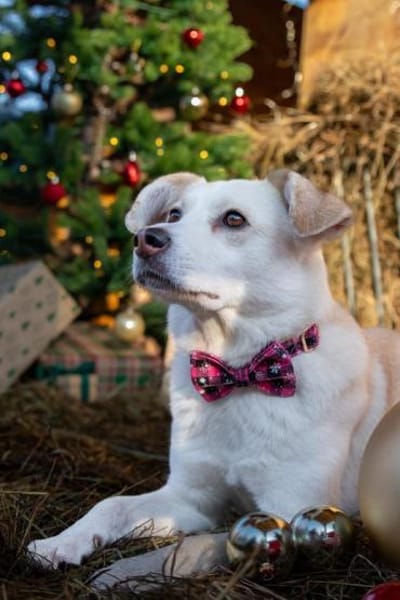 Snowy - klug&sensibel