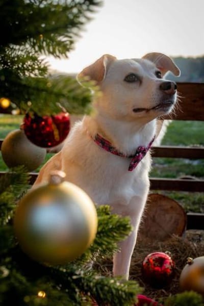 Snowy - klug&sensibel