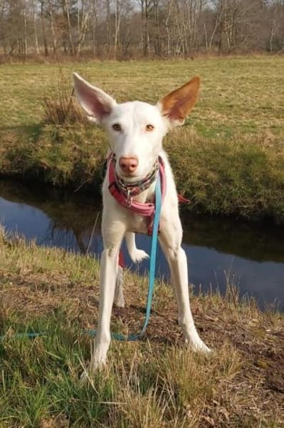 MILKY sucht Körbchen