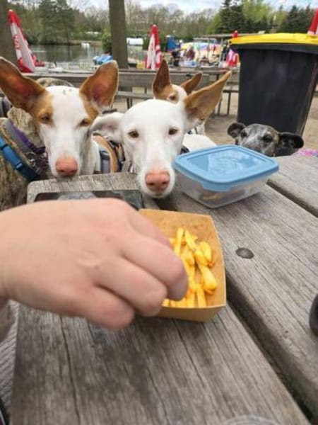 MILKY sucht Körbchen
