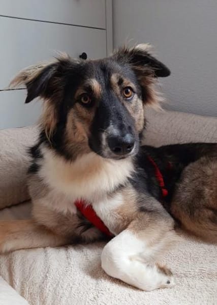 Bernie sucht ein Zuhause