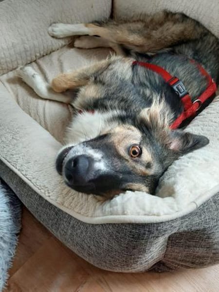 Bernie sucht ein Zuhause