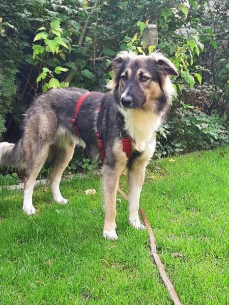 Bernie sucht ein Zuhause