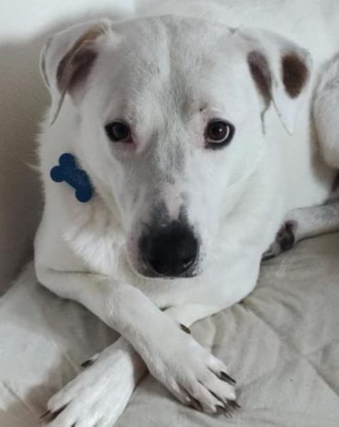 Labi-Boxer-Rüde ♥SNOW♥ sanft und lieb