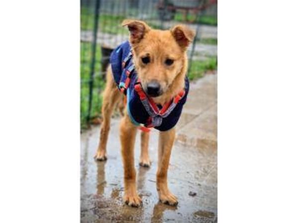 Brezel - wartet in 96160 Geiselwind