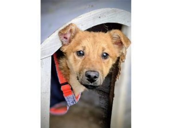 Brezel - wartet in 96160 Geiselwind