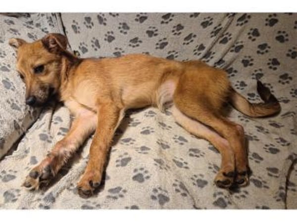 Brezel - wartet in 96160 Geiselwind