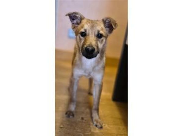 Brezel - wartet in 96160 Geiselwind