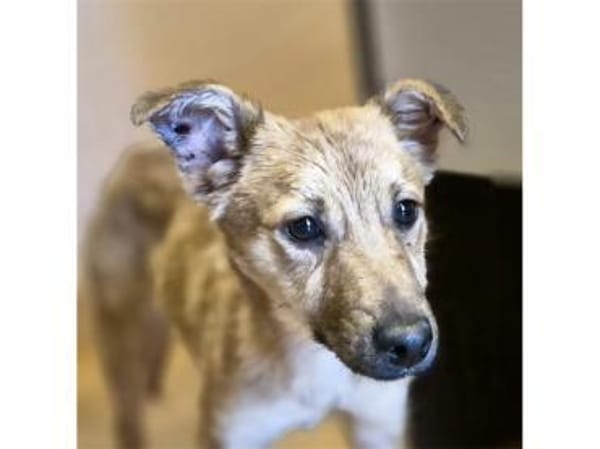 Brezel - wartet in 96160 Geiselwind