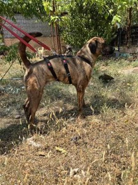 Abenteuer Bruno sucht seine Familie!