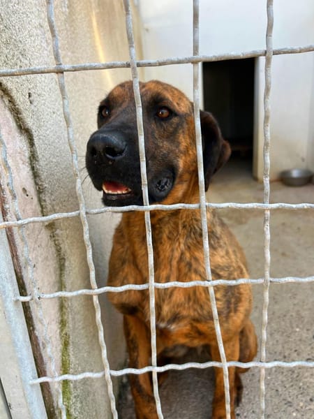 Abenteuer Bruno sucht seine Familie!